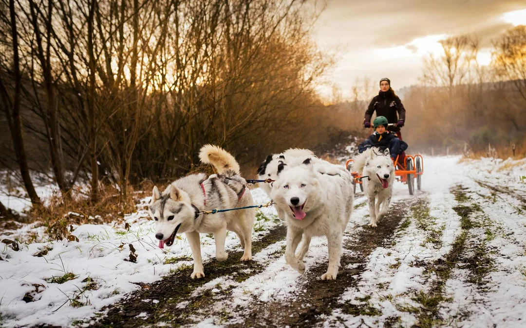 From Krakow: Tatra Mountains Dog Sledding Tour Image 1