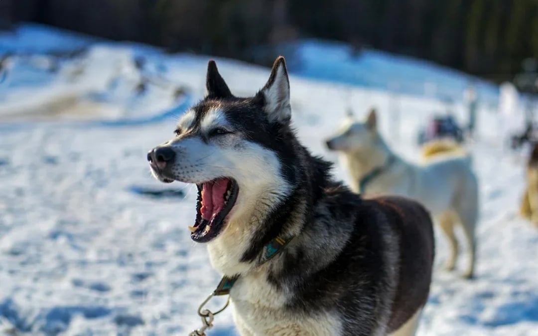 From Krakow: Tatra Mountains Dog Sledding Tour Image 2