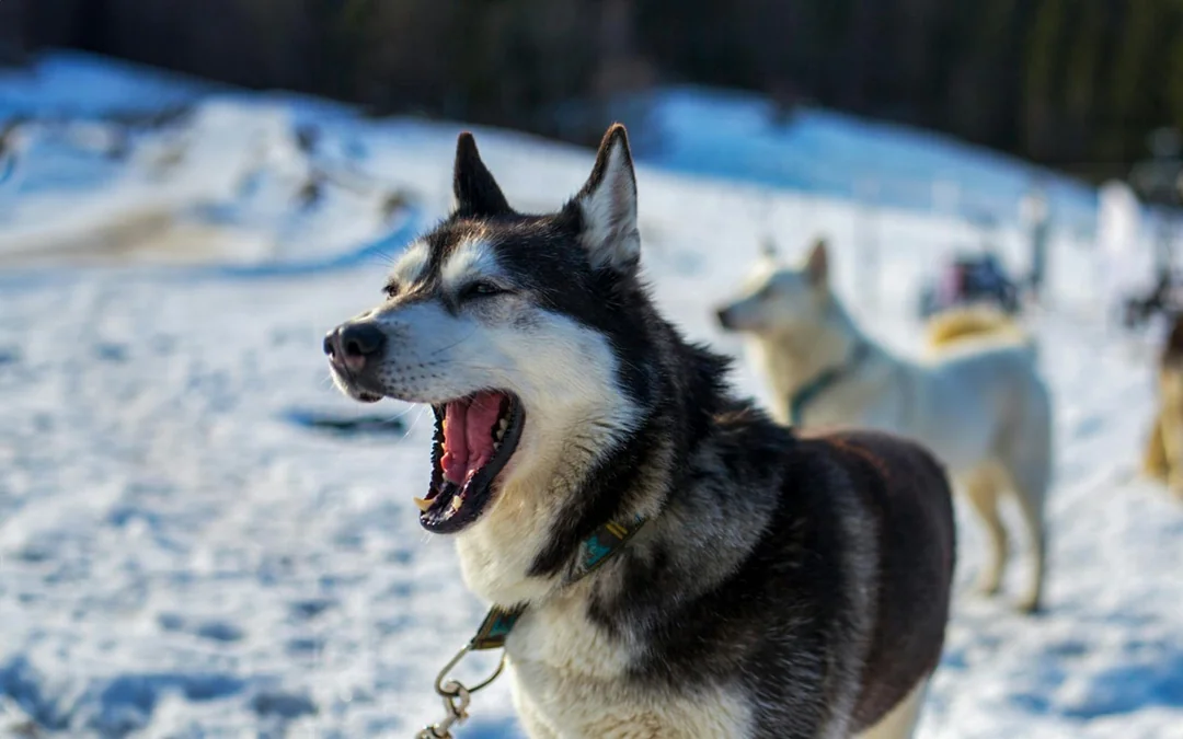 From Krakow: Tatra Mountains Dog Sledding Tour Image 2
