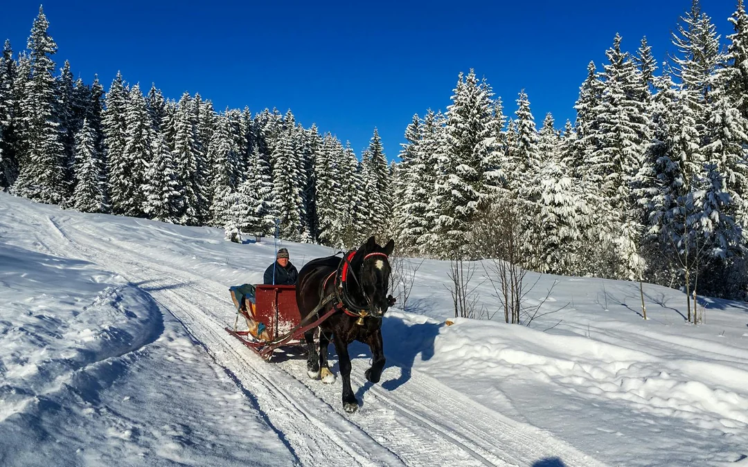 From Krakow: Tatra Mountains Dog Sledding Tour Image 12