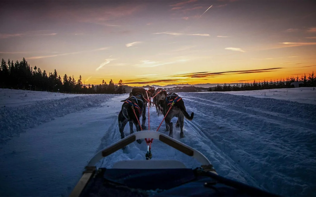 From Krakow: Tatra Mountains Dog Sledding Tour Image 3