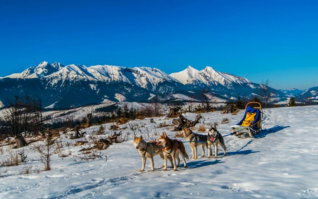 From Krakow: Tatra Mountains Dog Sledding Tour Image 4
