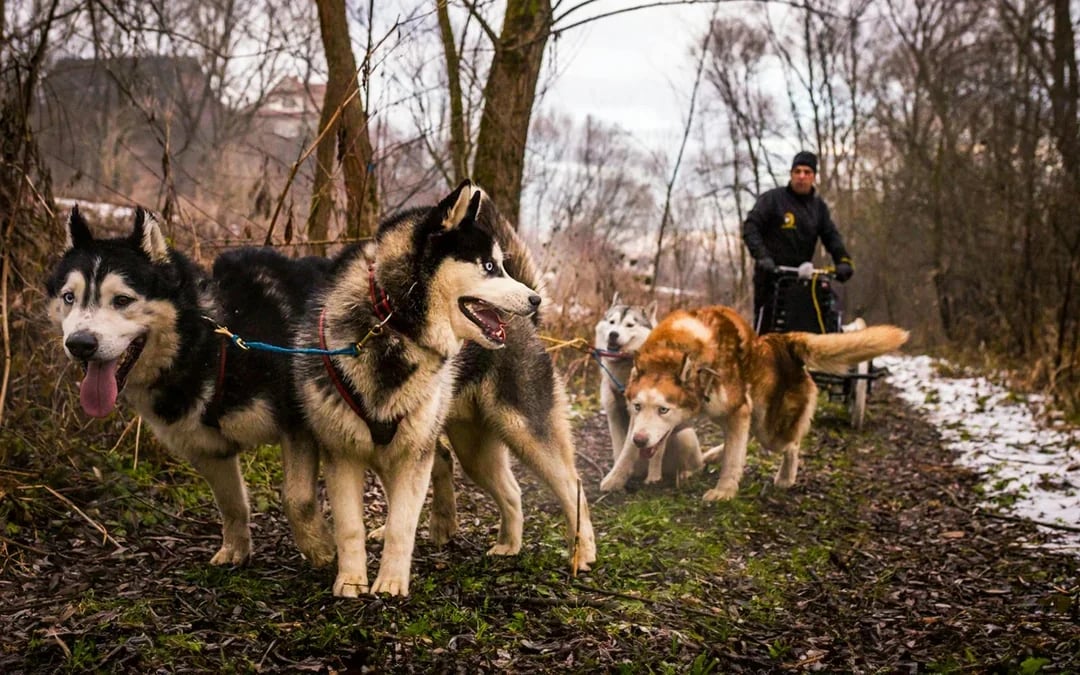 From Krakow: Tatra Mountains Dog Sledding Tour Image 6