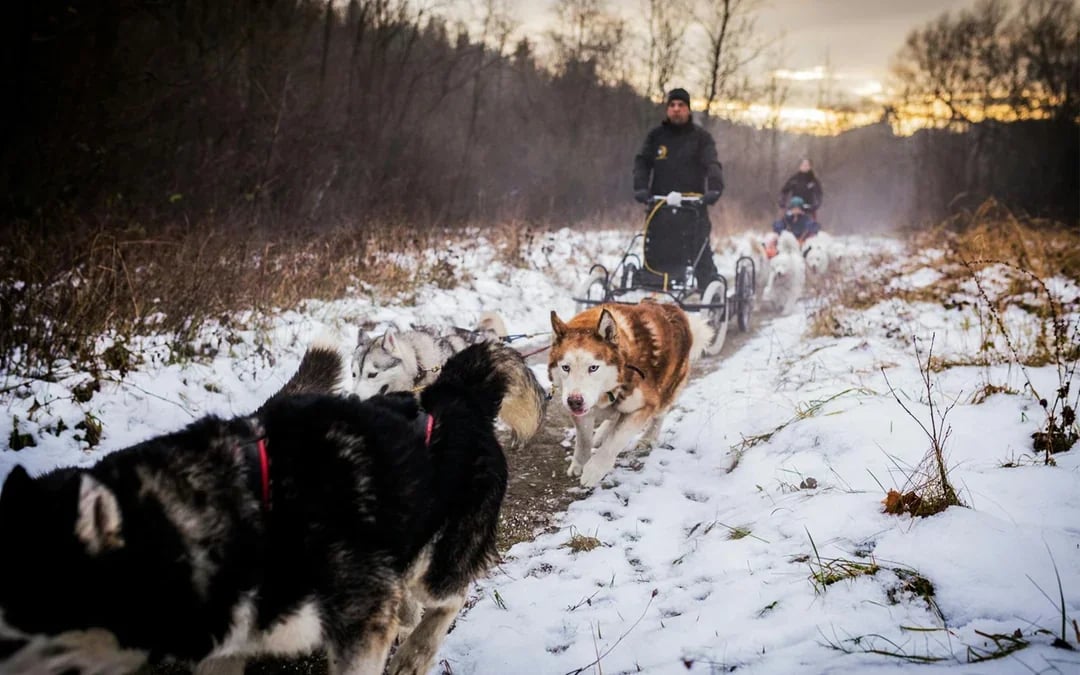 From Krakow: Tatra Mountains Dog Sledding Tour Image 8