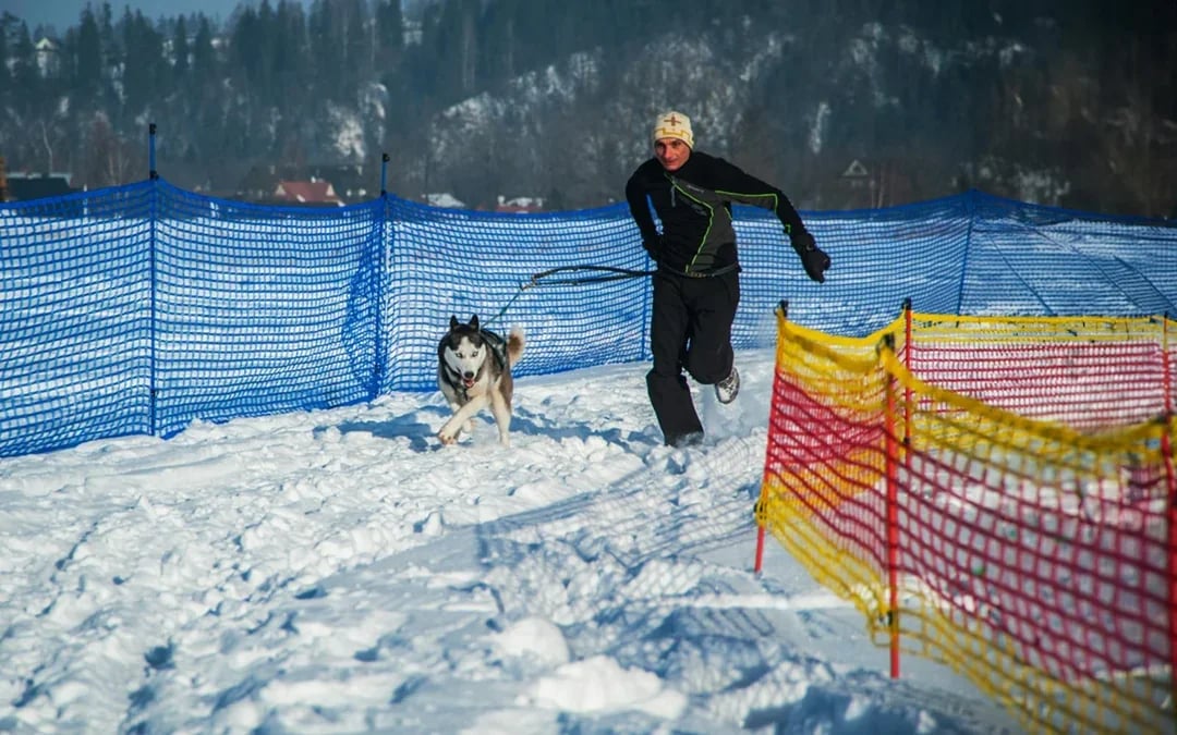 From Krakow: Tatra Mountains Dog Sledding Tour Image 9