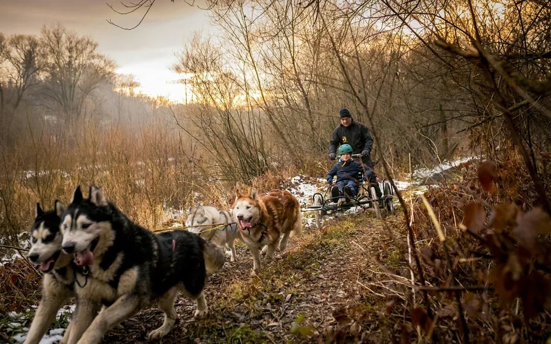 From Krakow: Tatra Mountains Dog Sledding Tour Image 10
