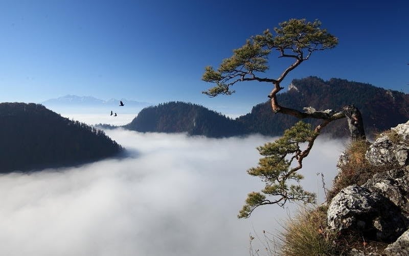 From Krakow: Traditional Dunajec River Rafting Day Trip with Hotel Transfers Image 3