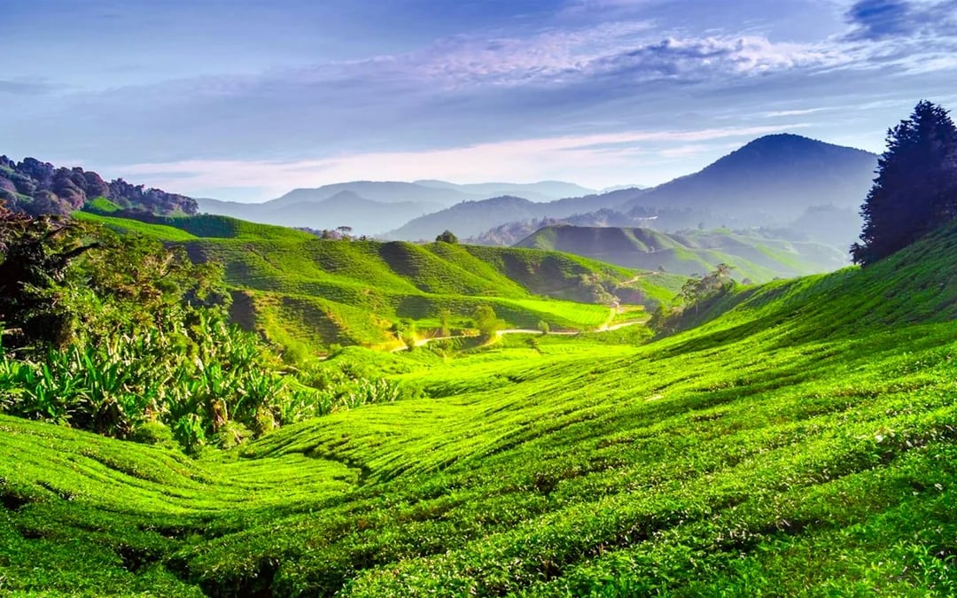 From Kuala Lumpur: Private Cameron Highlands Tour Image 3