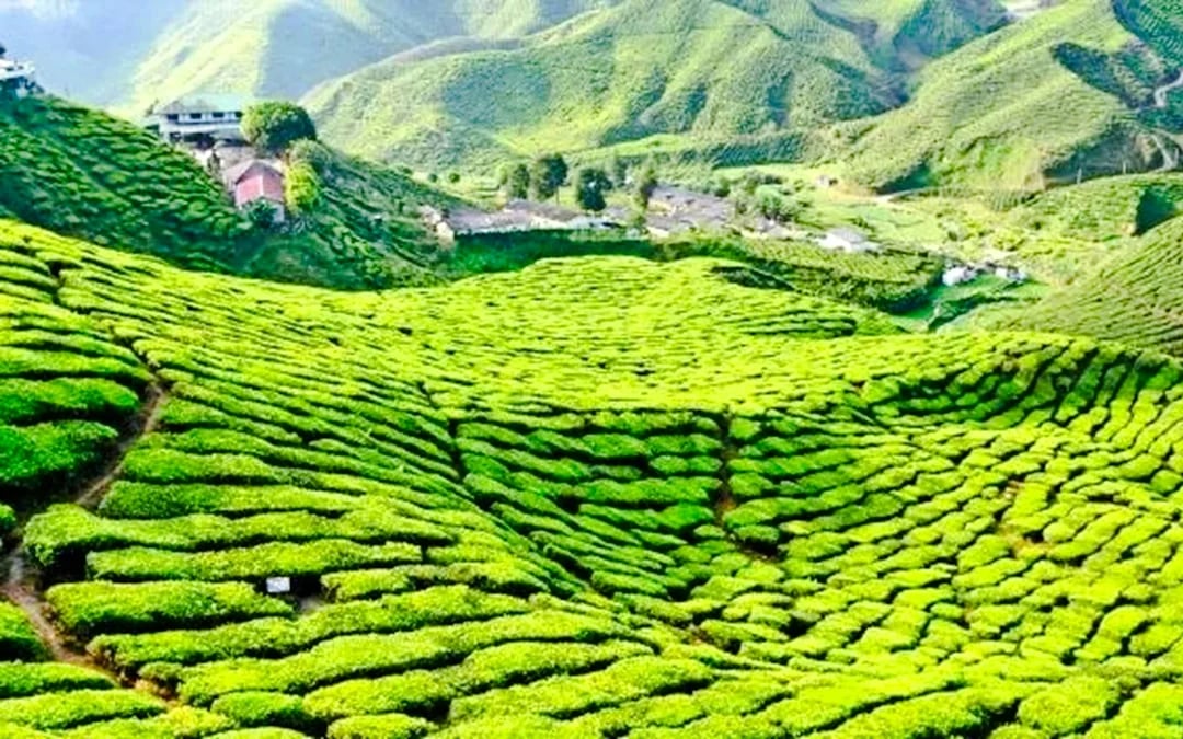 From Kuala Lumpur: Private Cameron Highlands Tour Image 9