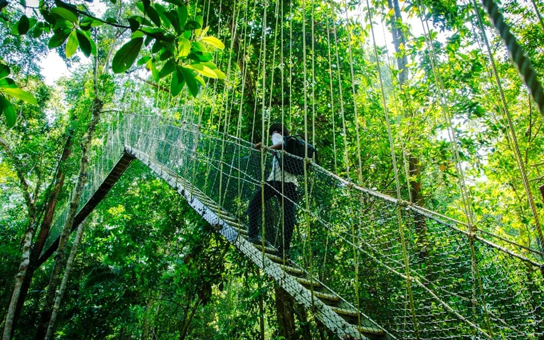 From Kuala Lumpur: Taman Negara National Park Private Day Trip With Canopy Walkway Image 11