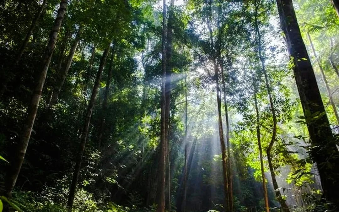 From Kuala Lumpur: Taman Negara National Park Private Day Trip With Canopy Walkway Image 4