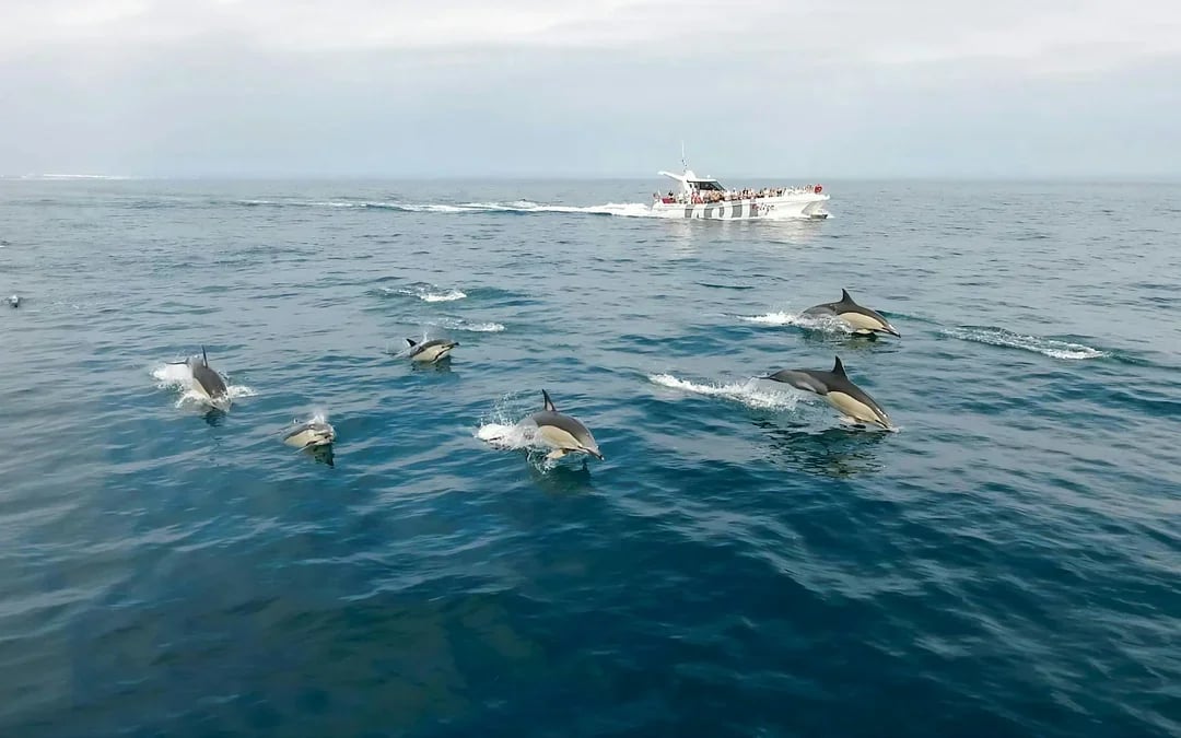 From Lagos: Benagil Caves & Dolphin Watching Catamaran Cruise Image 1