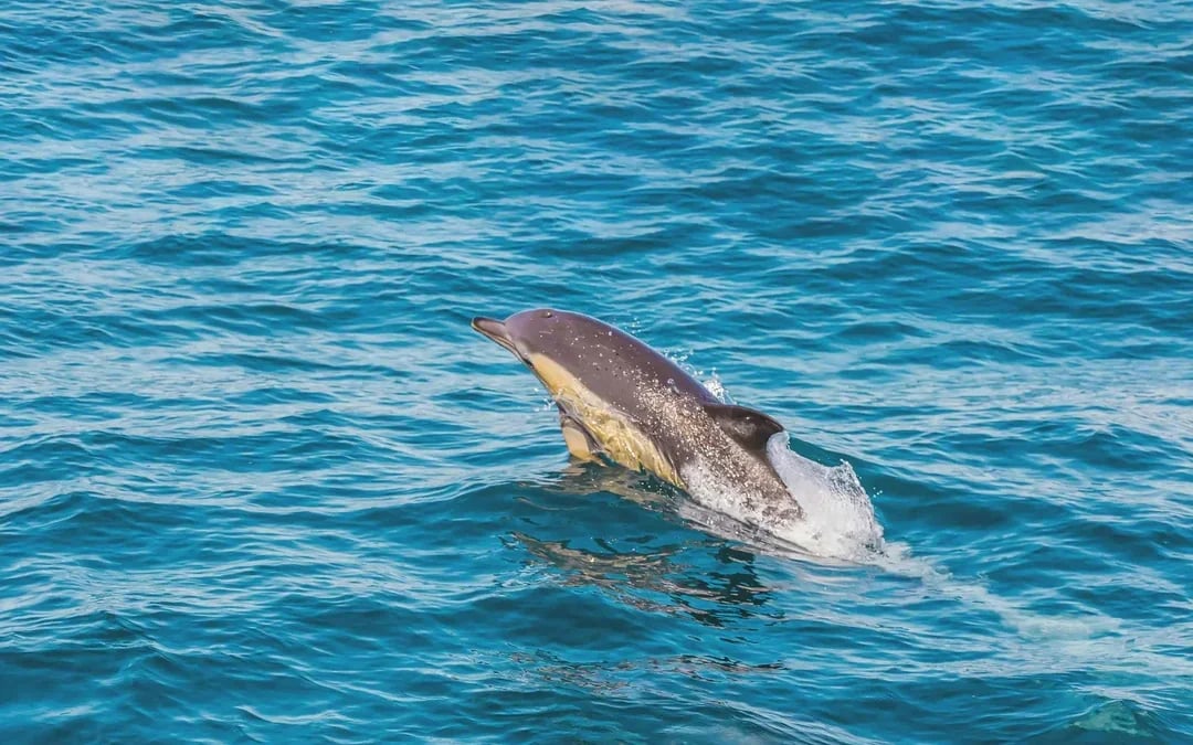 From Lagos: Benagil Caves & Dolphin Watching Catamaran Cruise Image 9
