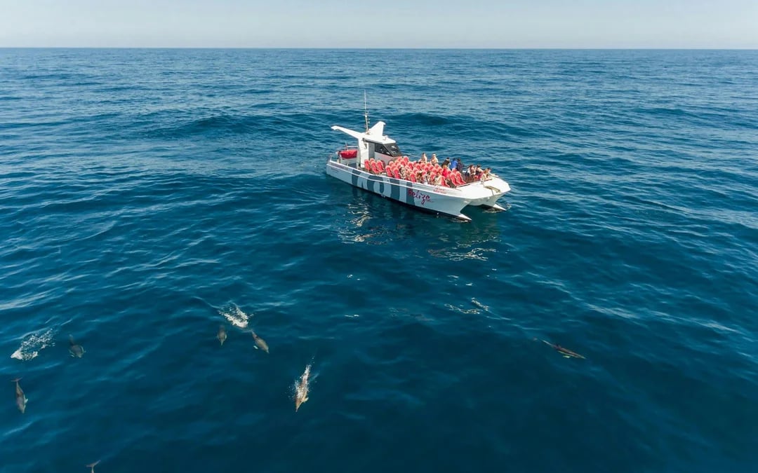 From Lagos: Benagil Caves & Dolphin Watching Catamaran Cruise Image 10