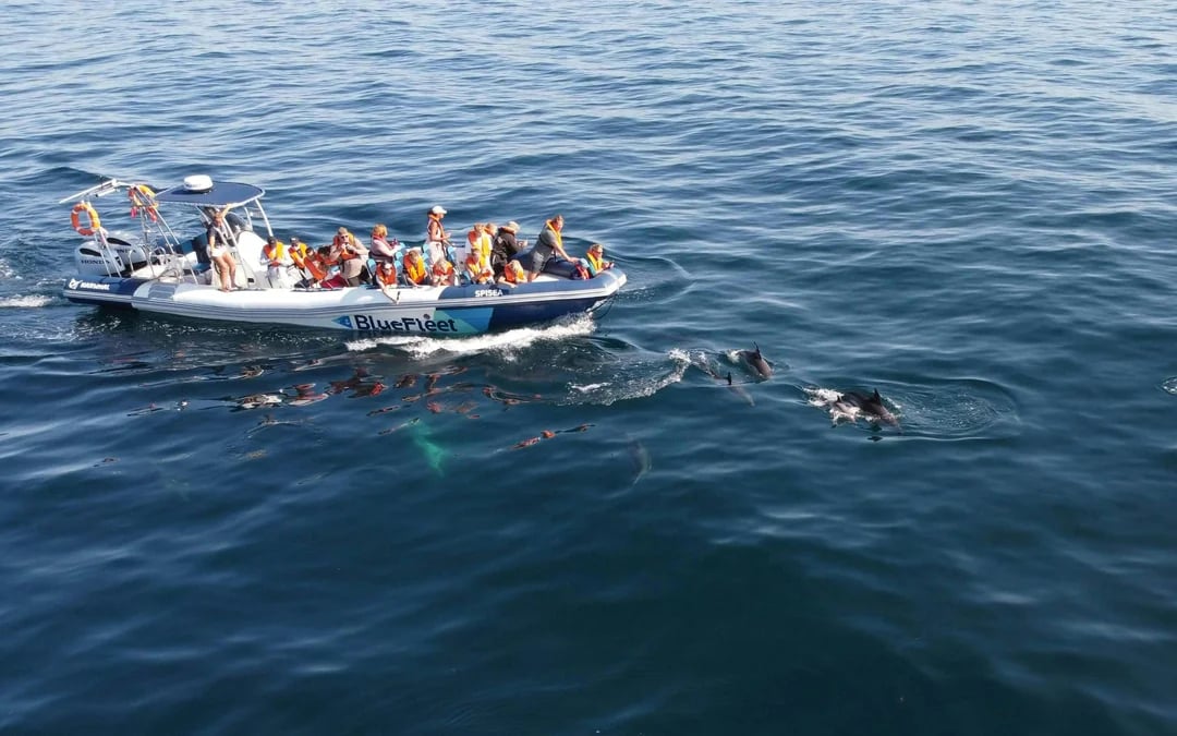 From Lagos: Dolphin Watching Cruise Image 2