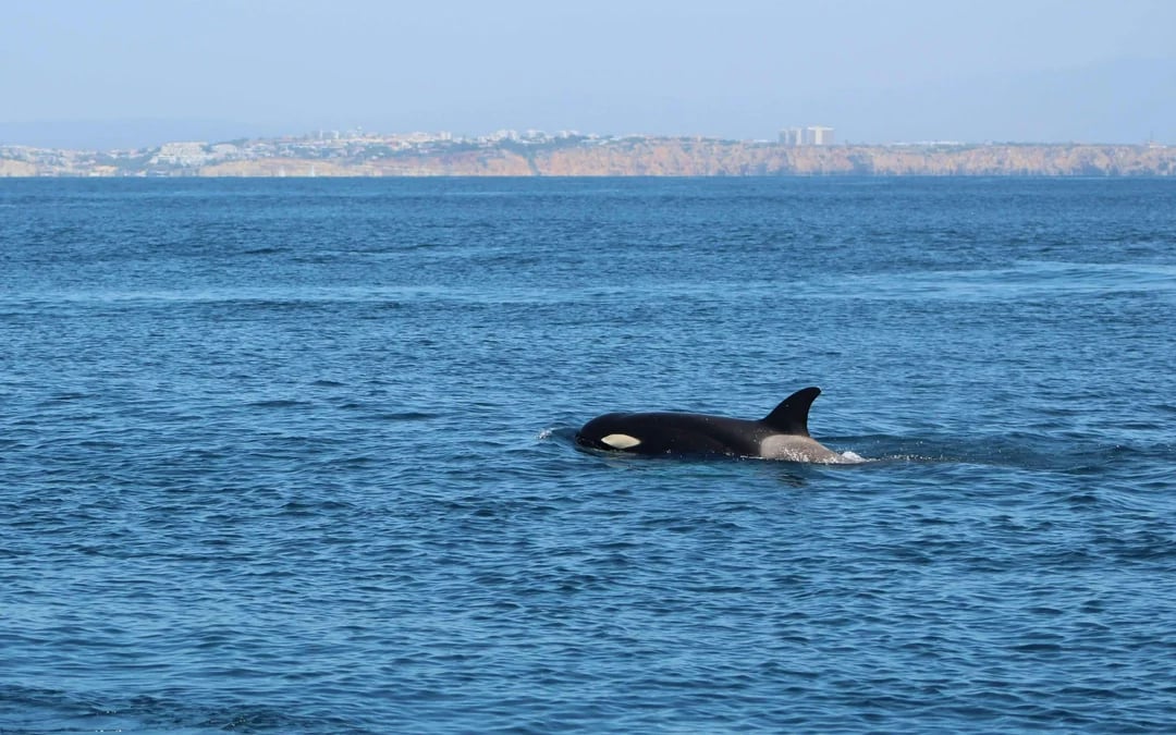 From Lagos: Dolphin Watching Cruise Image 3