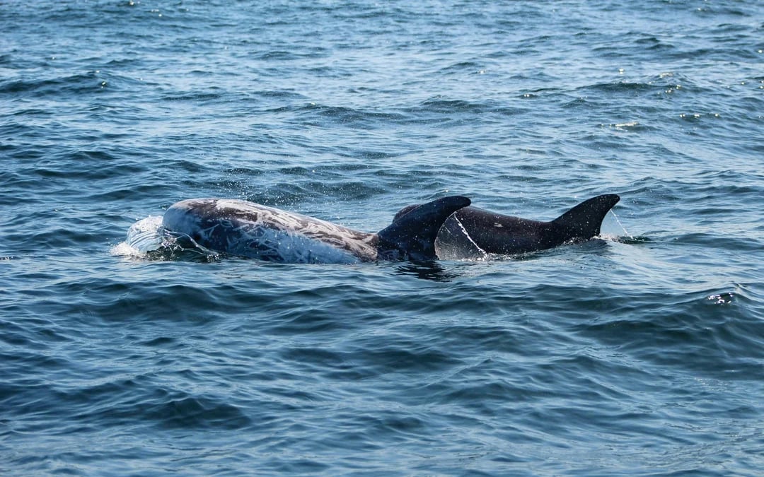 From Lagos: Dolphin Watching Cruise Image 4