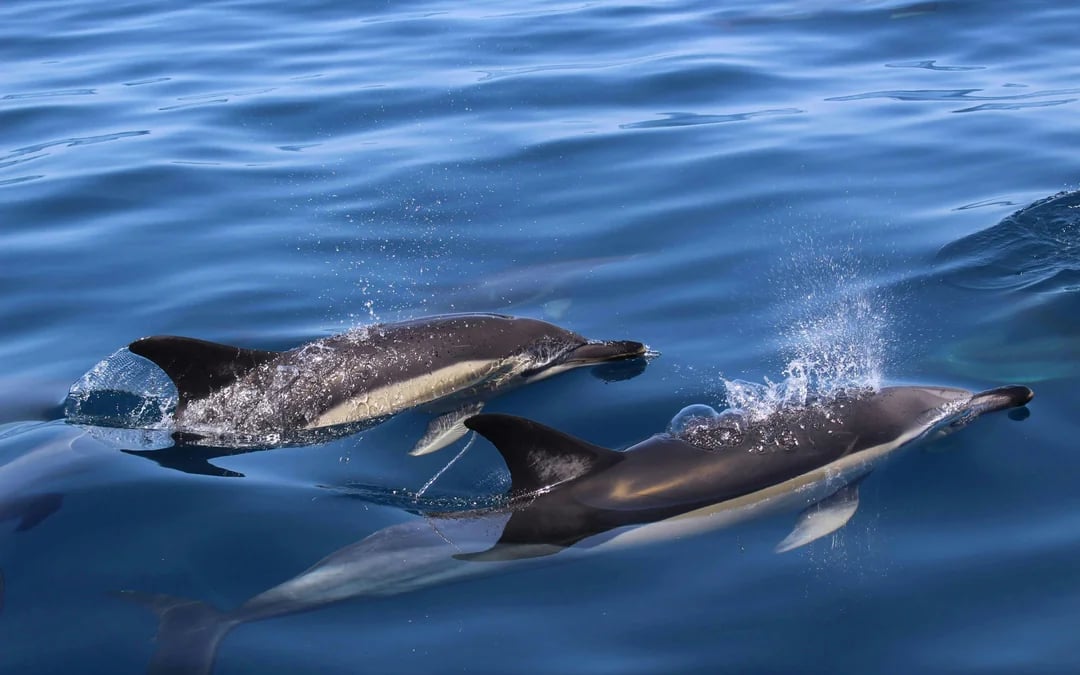 From Lagos: Dolphin Watching Cruise Image 5