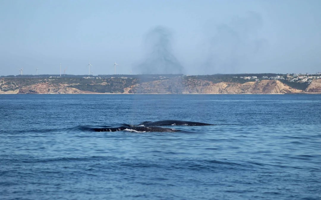 From Lagos: Dolphin Watching Cruise Image 6