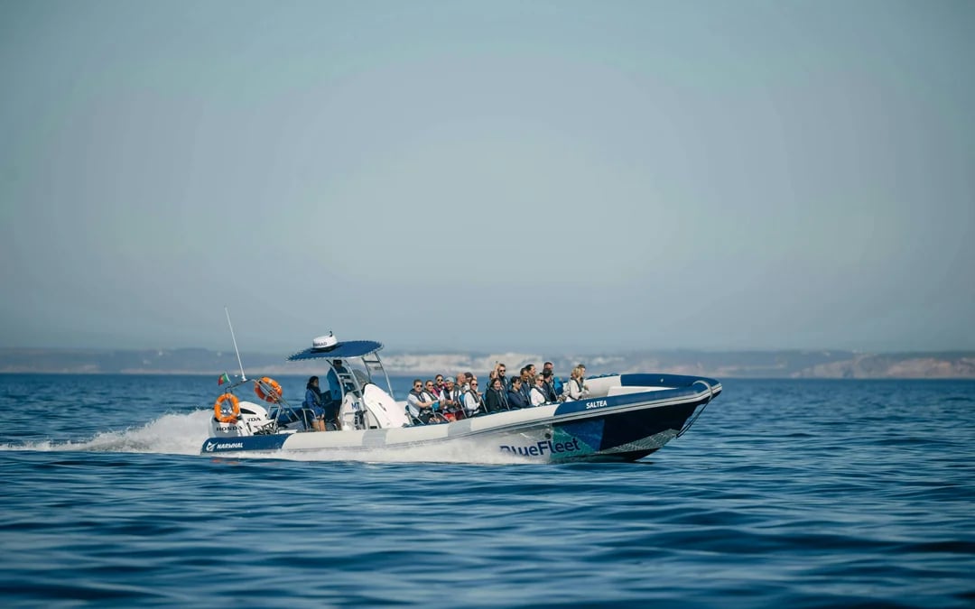 From Lagos: Dolphin Watching Cruise Image 7