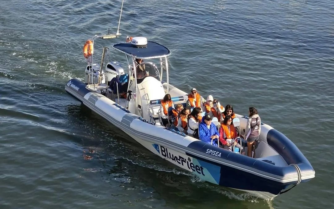 From Lagos: Dolphin Watching Cruise Image 8