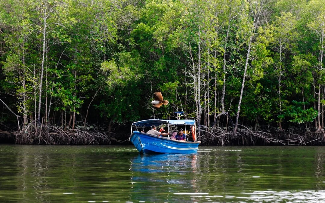 From Langkawi: Kilim Geoforest Park Mangrove and Island-Hopping Cruise with Hotel Transfers and Lunch Image 3