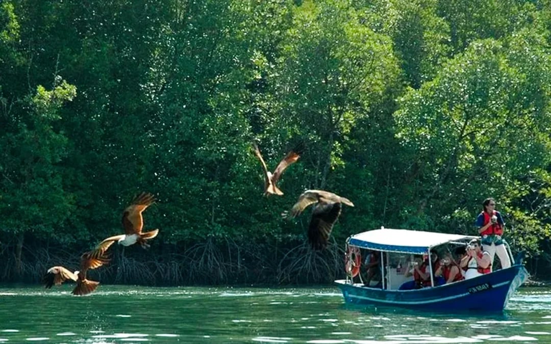 From Langkawi: Kilim Geoforest Park Mangrove and Island-Hopping Cruise with Hotel Transfers and Lunch Image 4