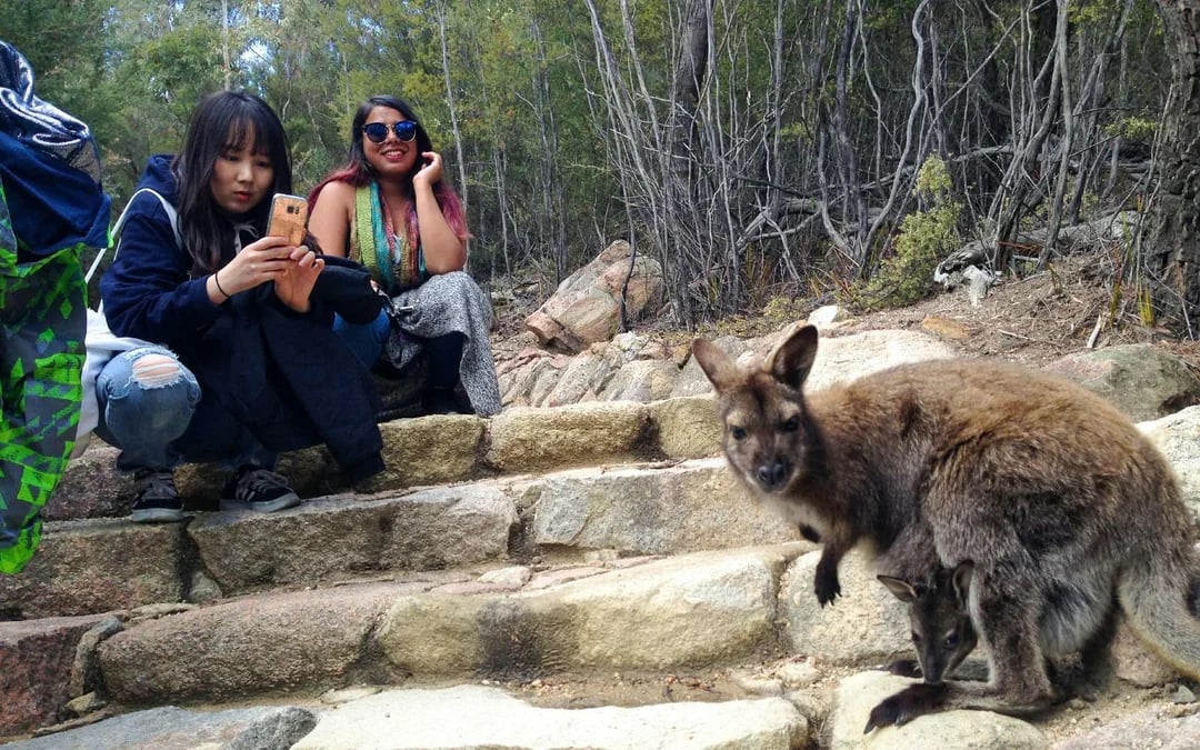 From Launceston: Guided Walking Tour of Wineglass Bay Image 3