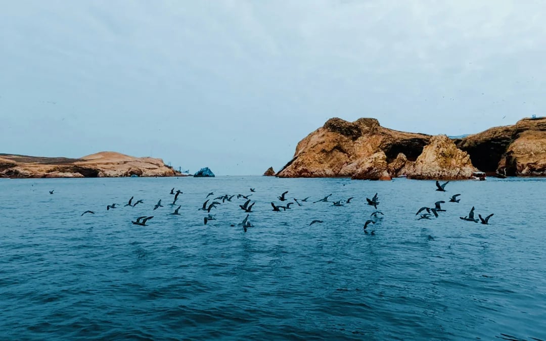 From Lima: Ballestas Islands Boat & Huacachina Oasis Tour with Dune Buggy and Sandboarding Image 4