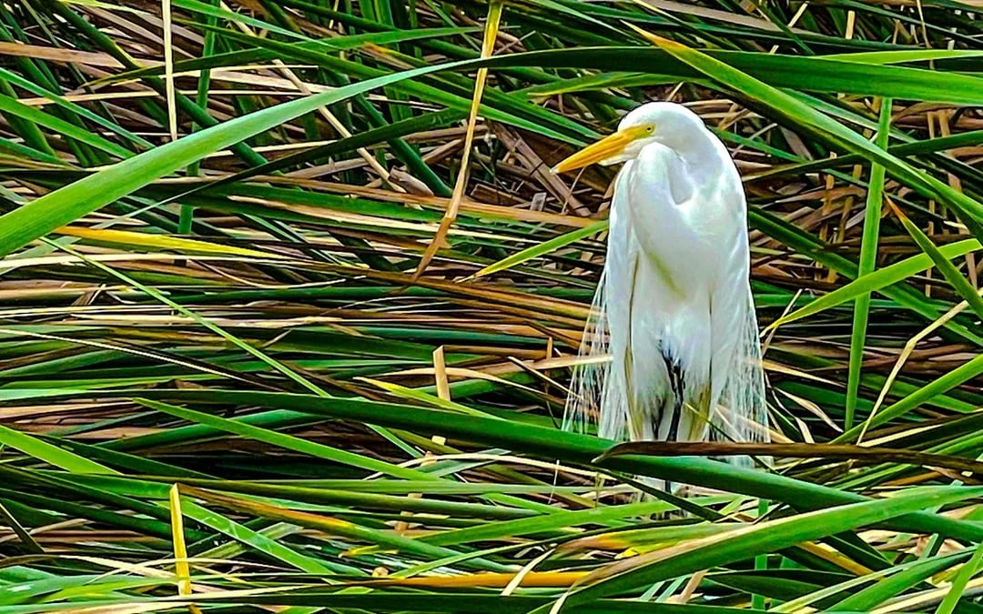 From Lima: Pantanos de Villa Wildlife Refuge Tour Image 3