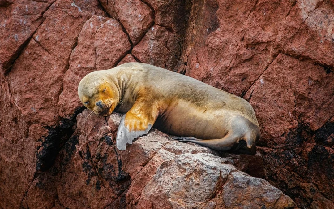 From Lima: Paracas Day Trip With Ballestas Islands Boat Tour, Dune Buggy & Sandboarding, Pisco Tasting & Lunch Image 5