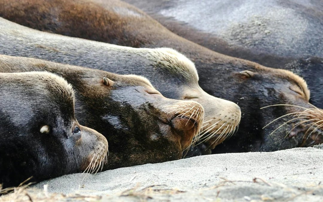 From Lima: Paracas Day Trip With Ballestas Islands Boat Tour, Dune Buggy & Sandboarding, Pisco Tasting & Lunch Image 9