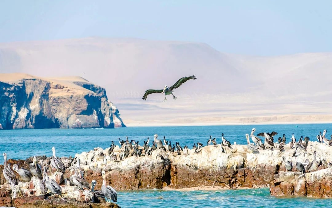 From Lima: Paracas, Ica & Huacachina Oasis Day Trip with Dune Buggy & Sandboarding Image 3