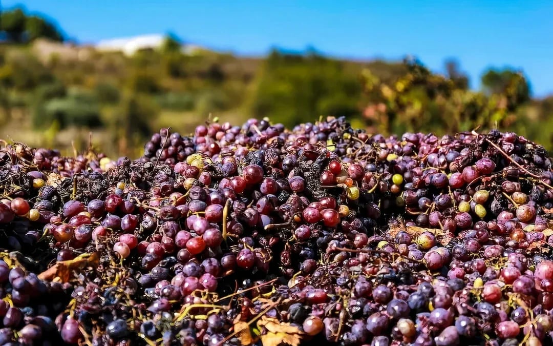 From Limassol: Private Troodos Mountains Gourmet Tour with Wine Tasting Image 11