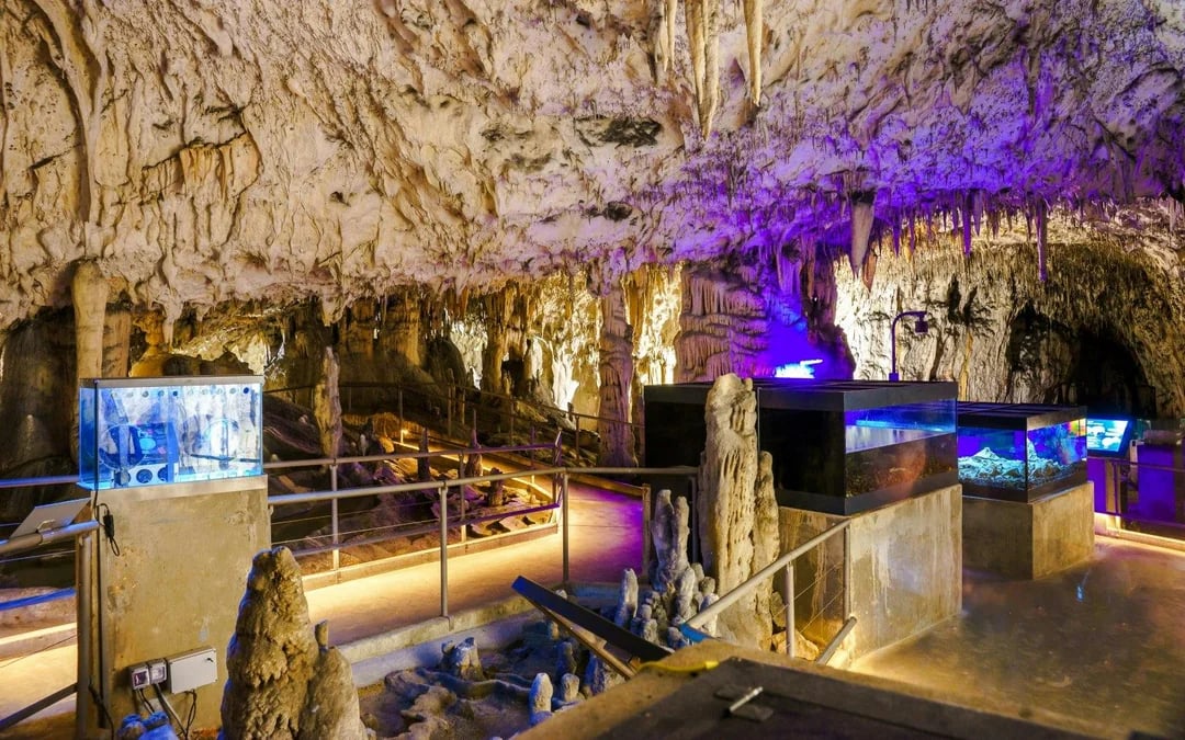 From Ljubljana: Postojna Cave, Predjama Castle and Piran Tour Image 2