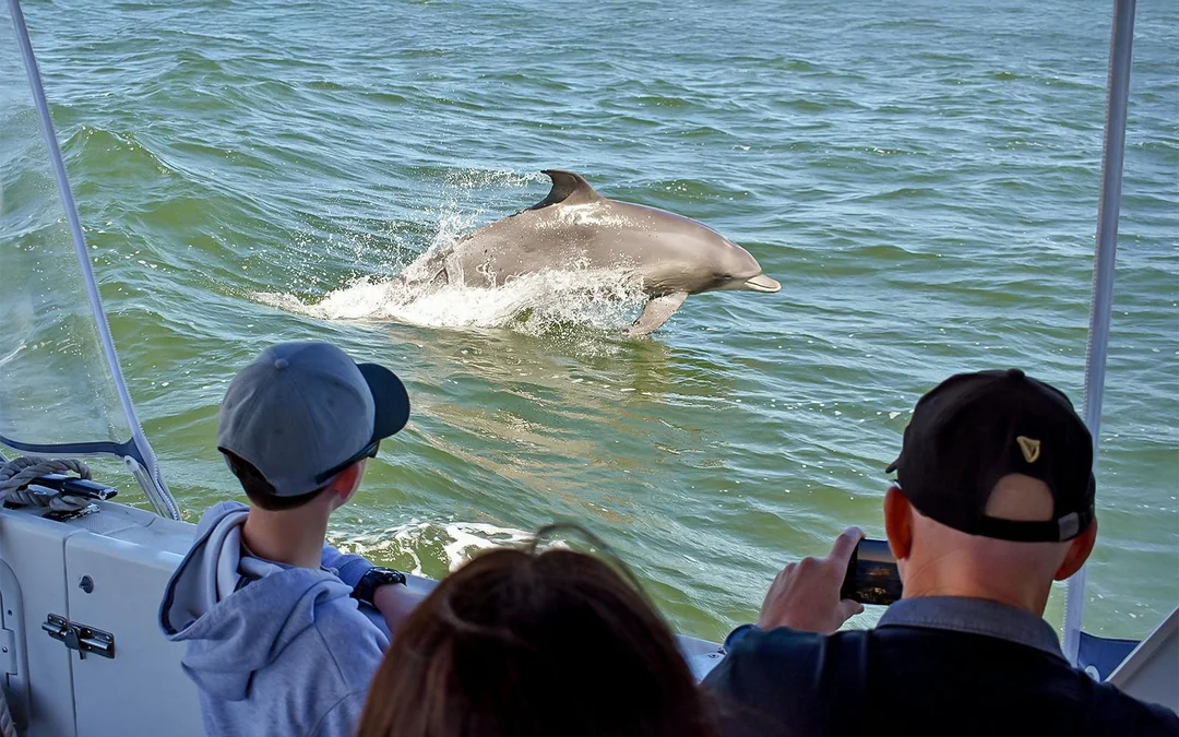 From Mandurah: Scenic View Dolphin Cruise Image 1
