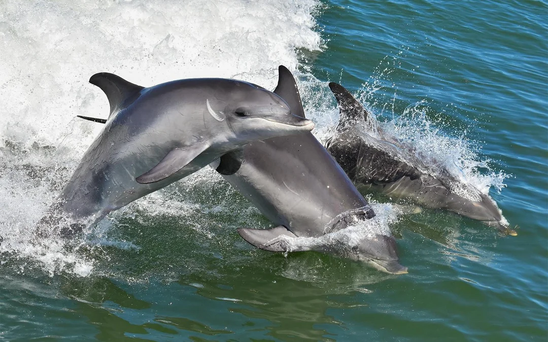 From Mandurah: Scenic View Dolphin Cruise Image 3