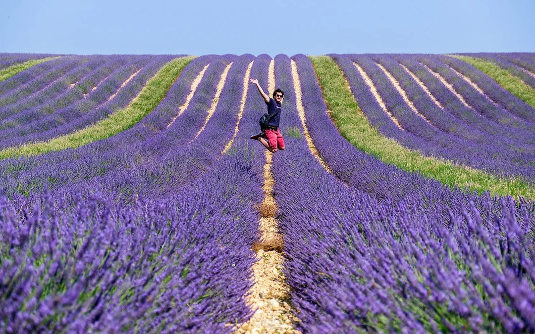 From Marseille: Lavender Fields Full-Day Tour Image 2