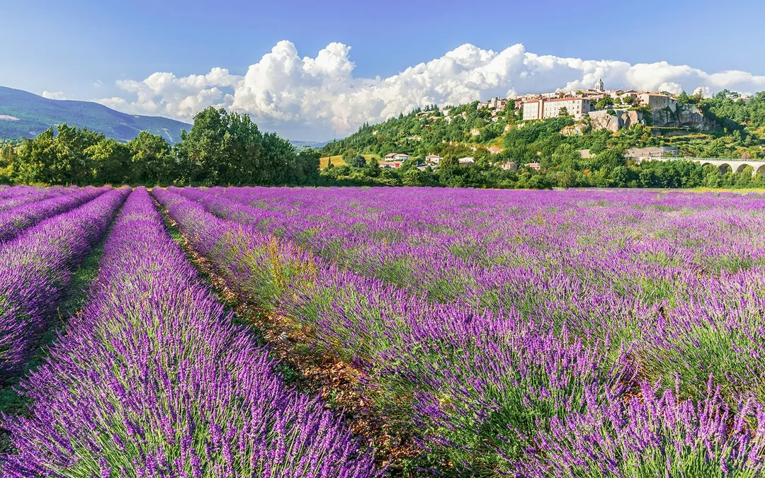 From Marseille: Lavender Fields Full-Day Tour Image 3