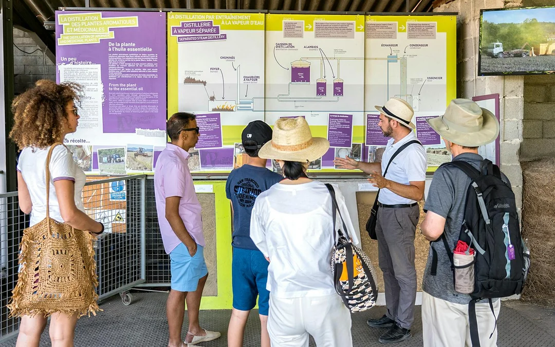 From Marseille: Lavender Fields Full-Day Tour Image 4