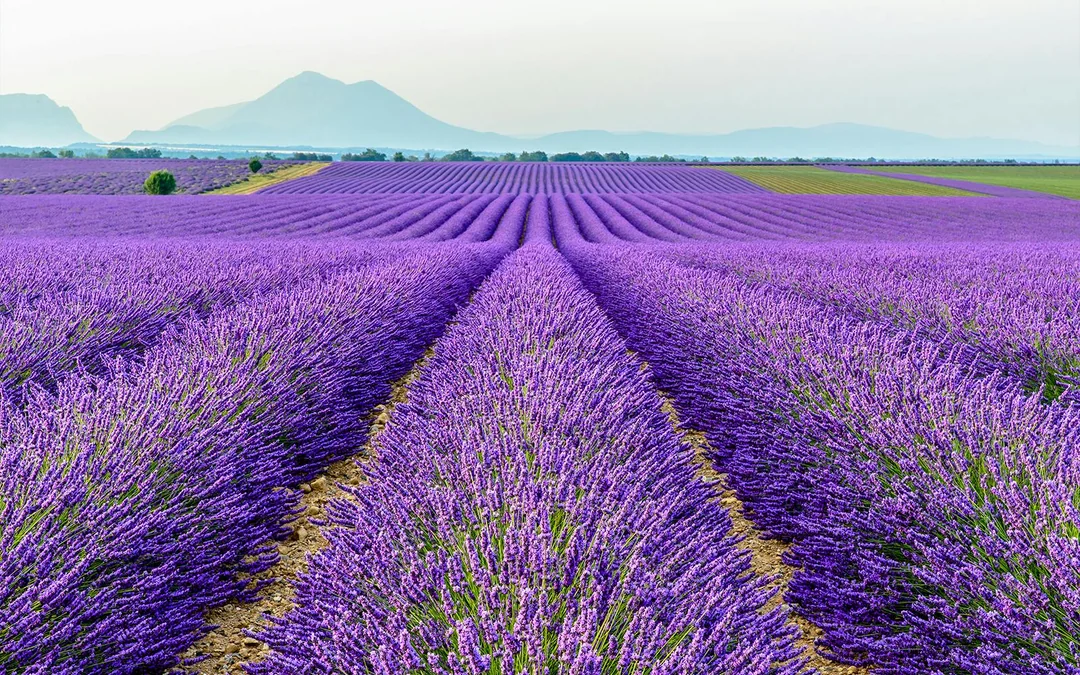 From Marseille: Lavender Fields Full-Day Tour Image 5