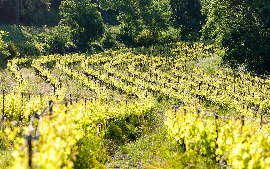 From Marseille: Pont du Gard, Avignon & Châteauneuf-du-Pape Day Trip with Wine Tasting Image 5