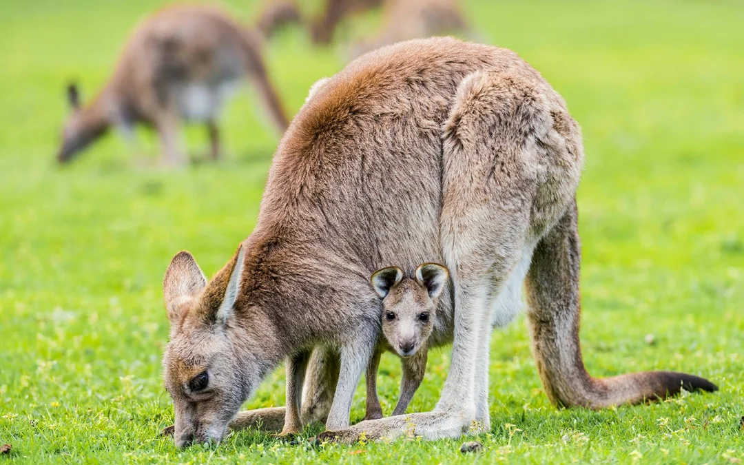 From Melbourne: 1-Day Guided Tour of Grampians Eco Wilderness Image 3