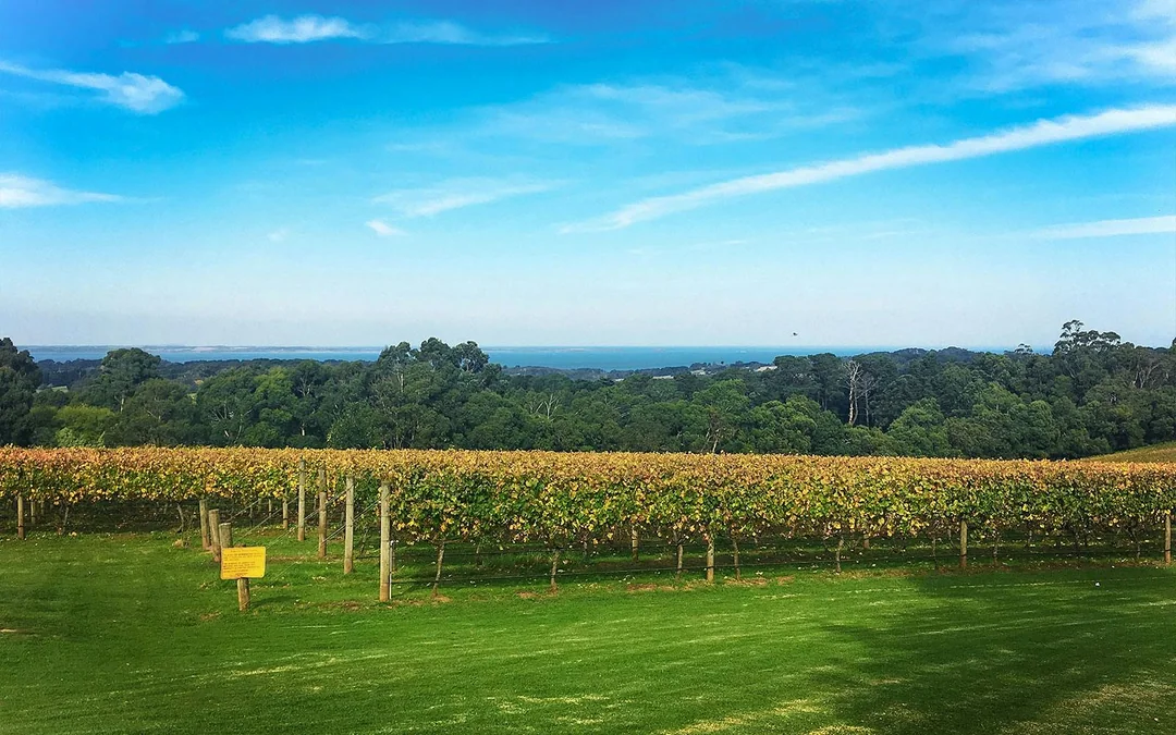 From Melbourne: [All Inclusive] Wine, Cheese, & Chocolate Tastings with 4 Wineries Visits and Gourmet Lunch Image 2