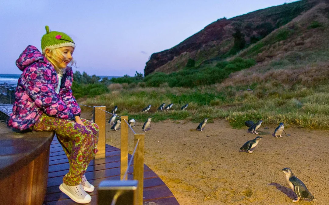 From Melbourne: Brighton Beach, Moonlit Sanctuary & Phillip Island Day Trip with Penguin Parade Image 12