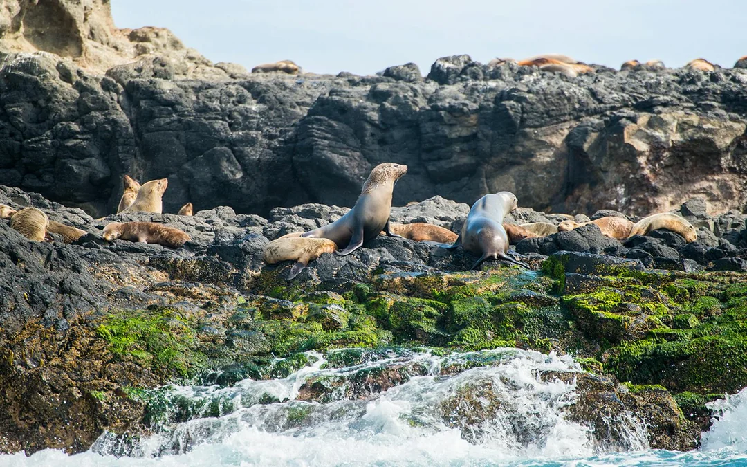 From Melbourne: Brighton Beach, Moonlit Sanctuary & Phillip Island Day Trip with Penguin Parade Image 4