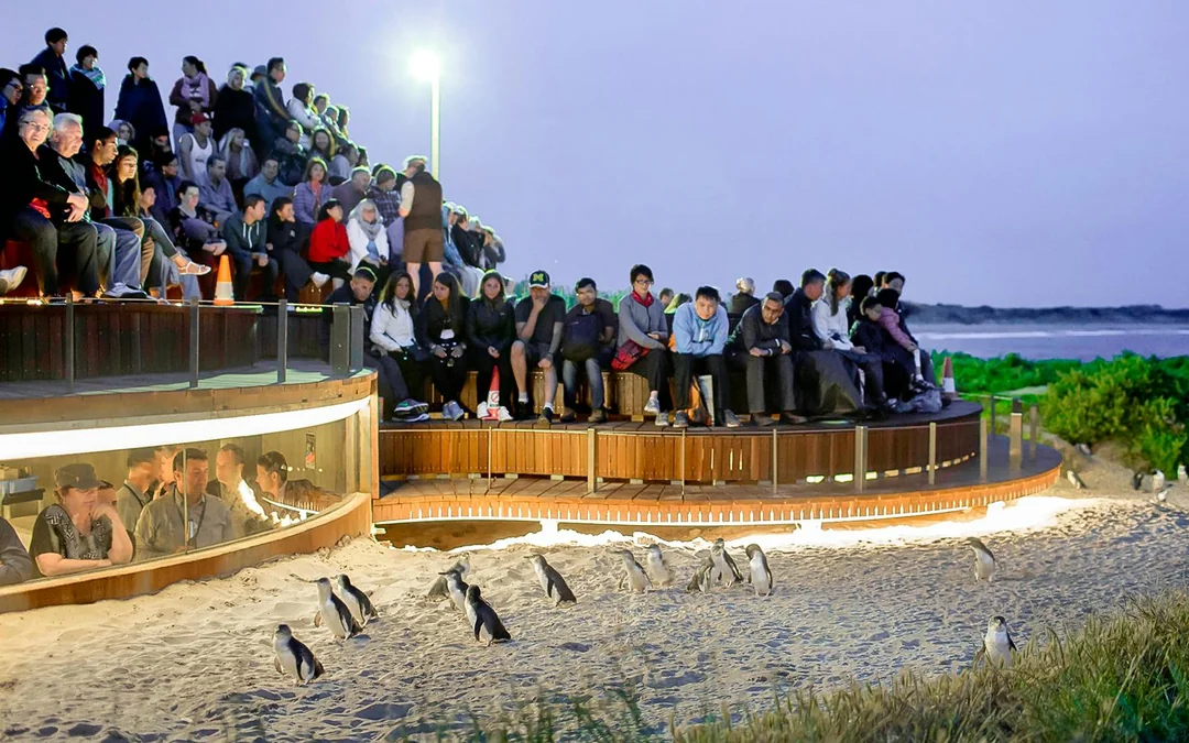 From Melbourne: Brighton Beach, Moonlit Sanctuary & Phillip Island Day Trip with Penguin Parade Image 5