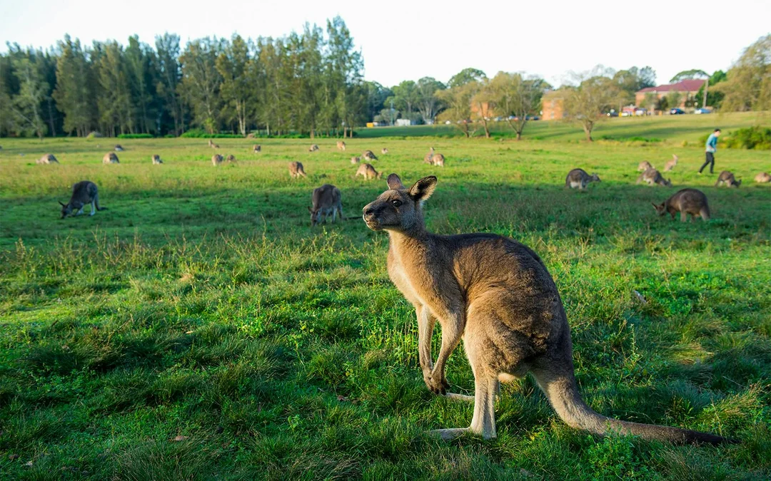 From Melbourne: Full-Day Guided Tour of Phillip Island Wildlife with Penguin Parade & Brighton Beach Boxes  Image 2
