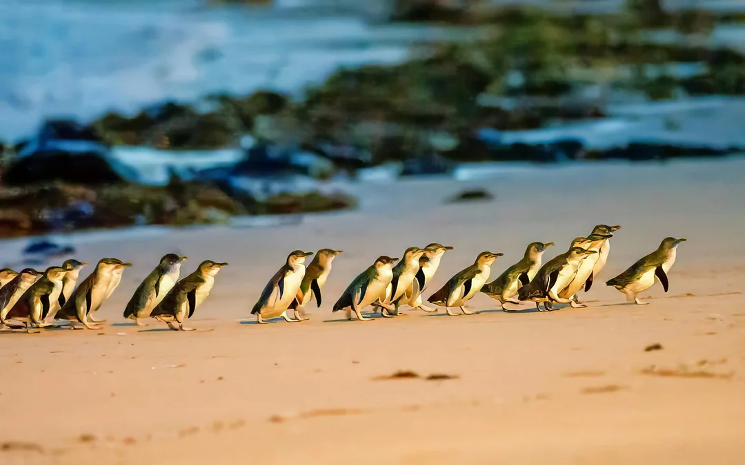 From Melbourne: Half/Full-Day Phillip Island Day Trip with Penguin Parade Image 2