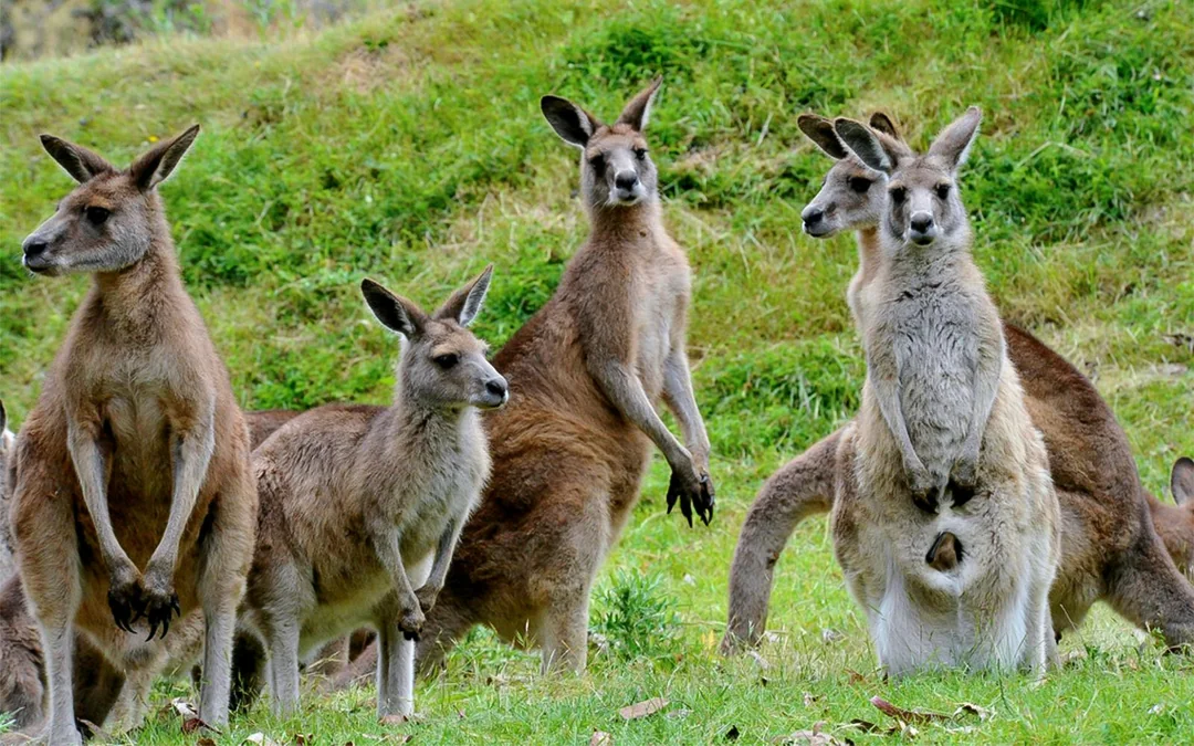 From Melbourne: Healesville Sanctuary & Phillip Island Guided Tour with Penguin Parade Image 2